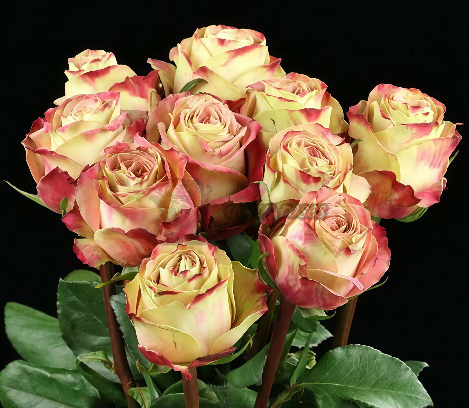 Upper Secret Rose丨Your roses