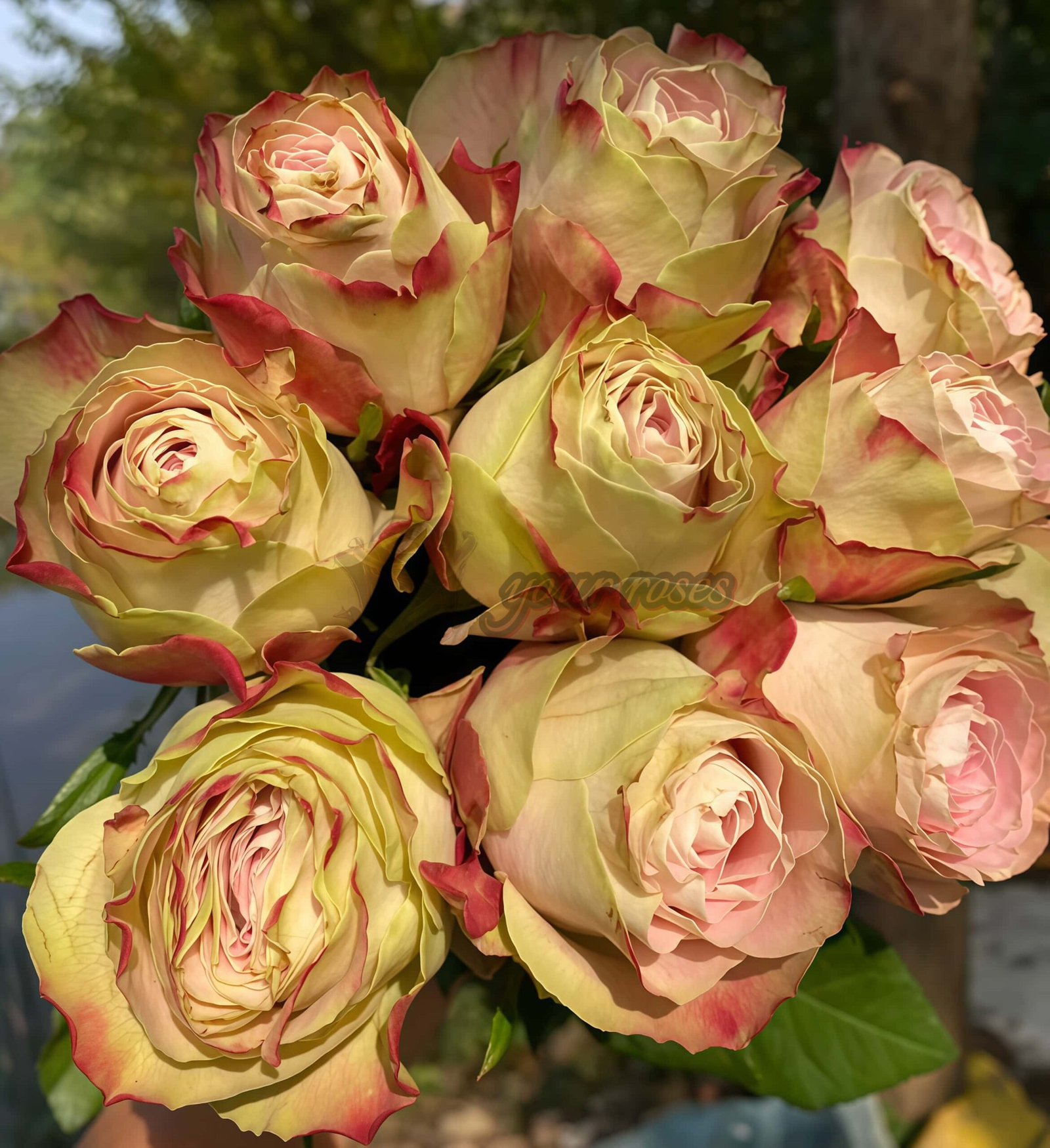 Upper Secret Rose for sale丨Your roses