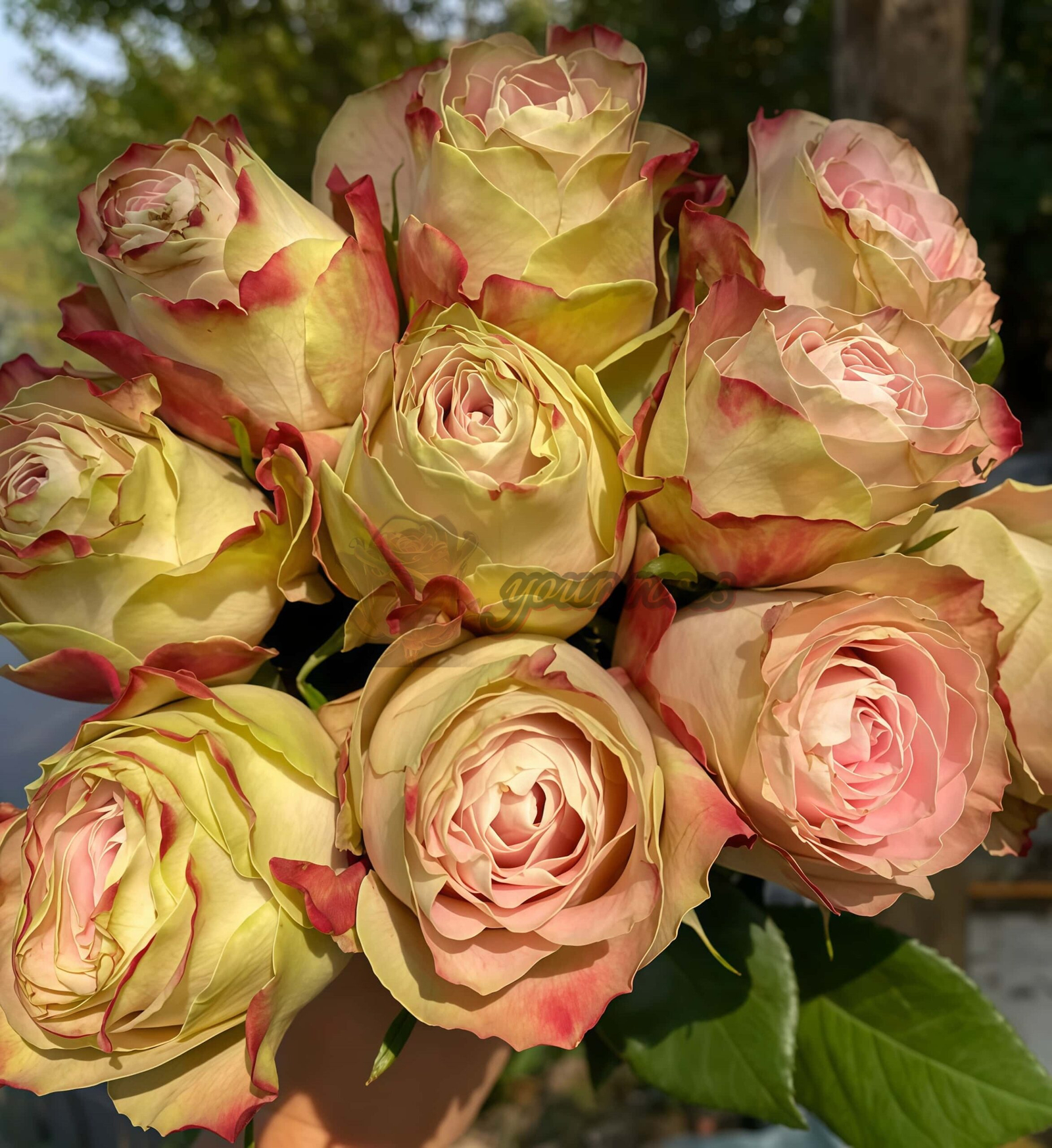 Upper Secret Rose丨Your roses