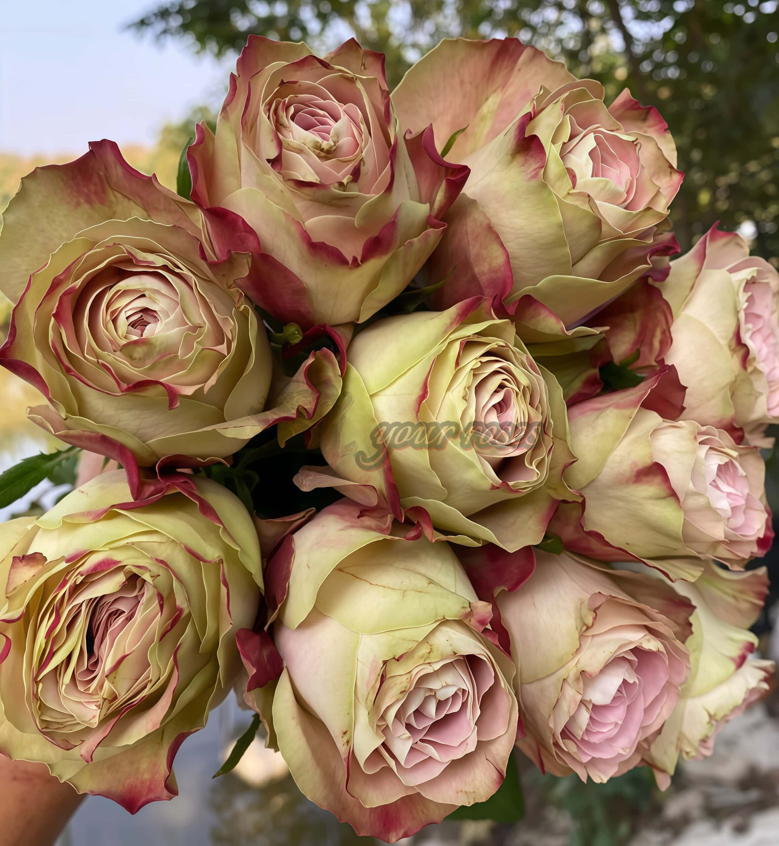 Upper Secret Rose plant丨Your roses