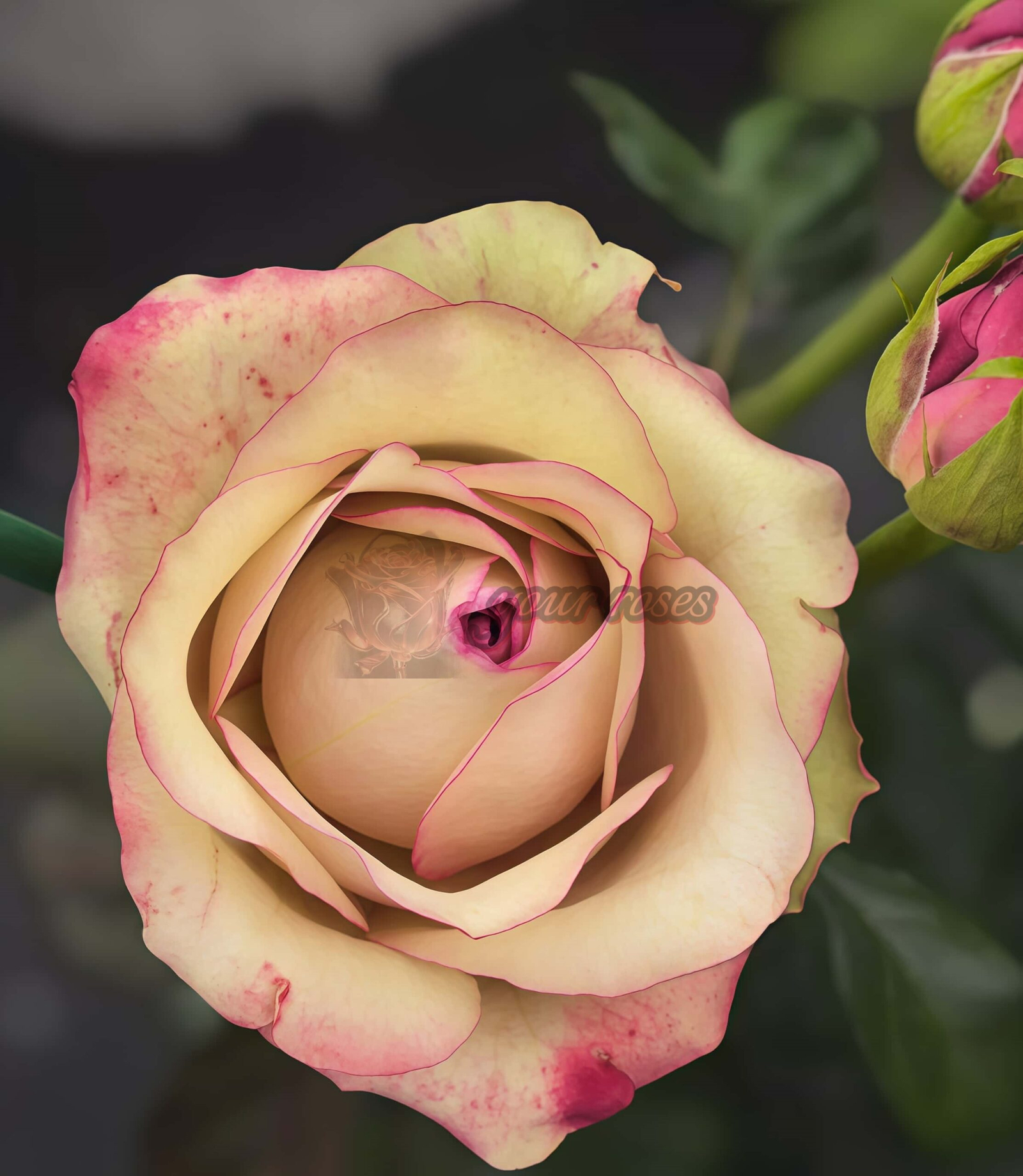 Vintage Rose丨Your roses