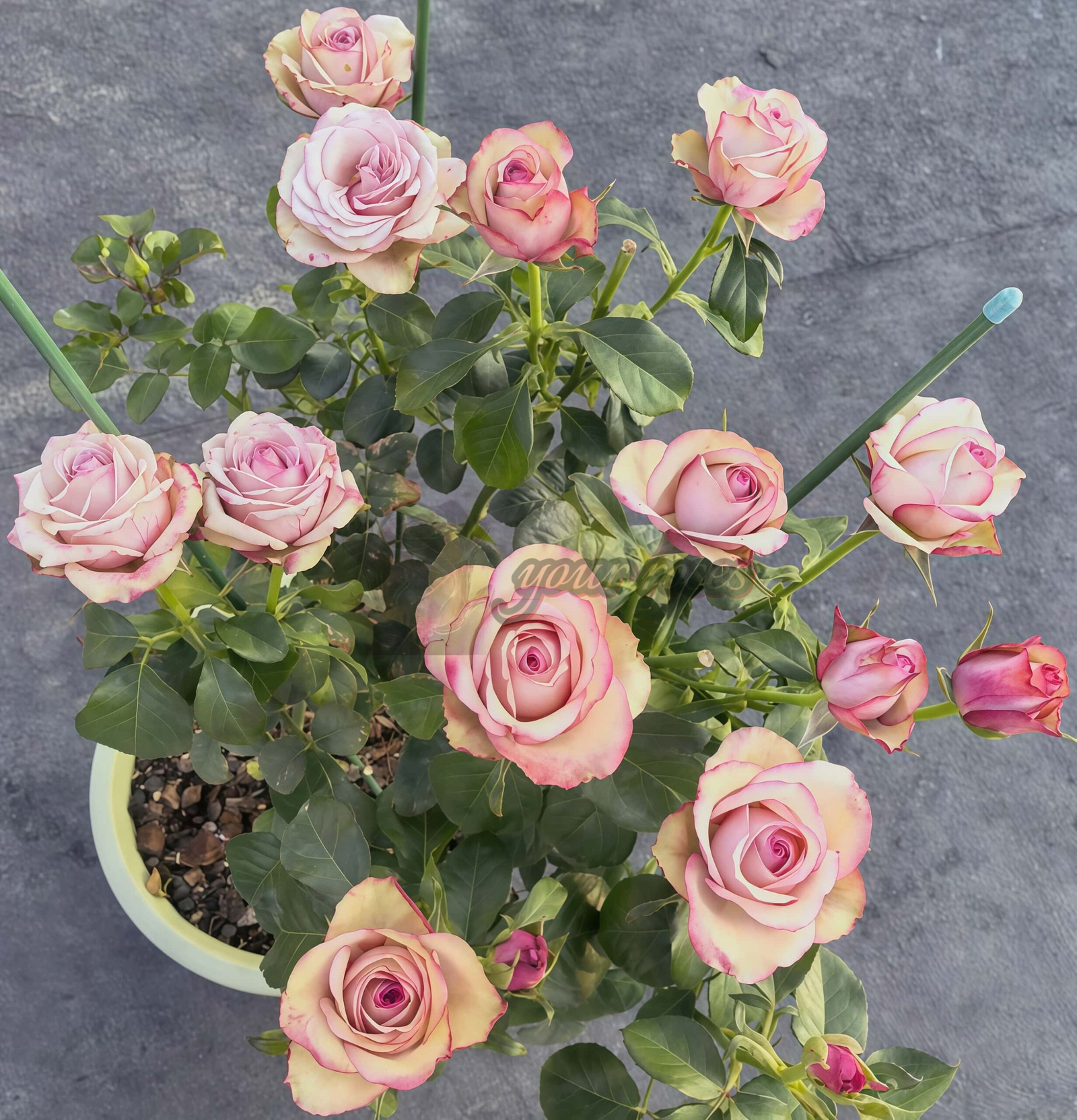 Vintage Rose plant丨Your roses