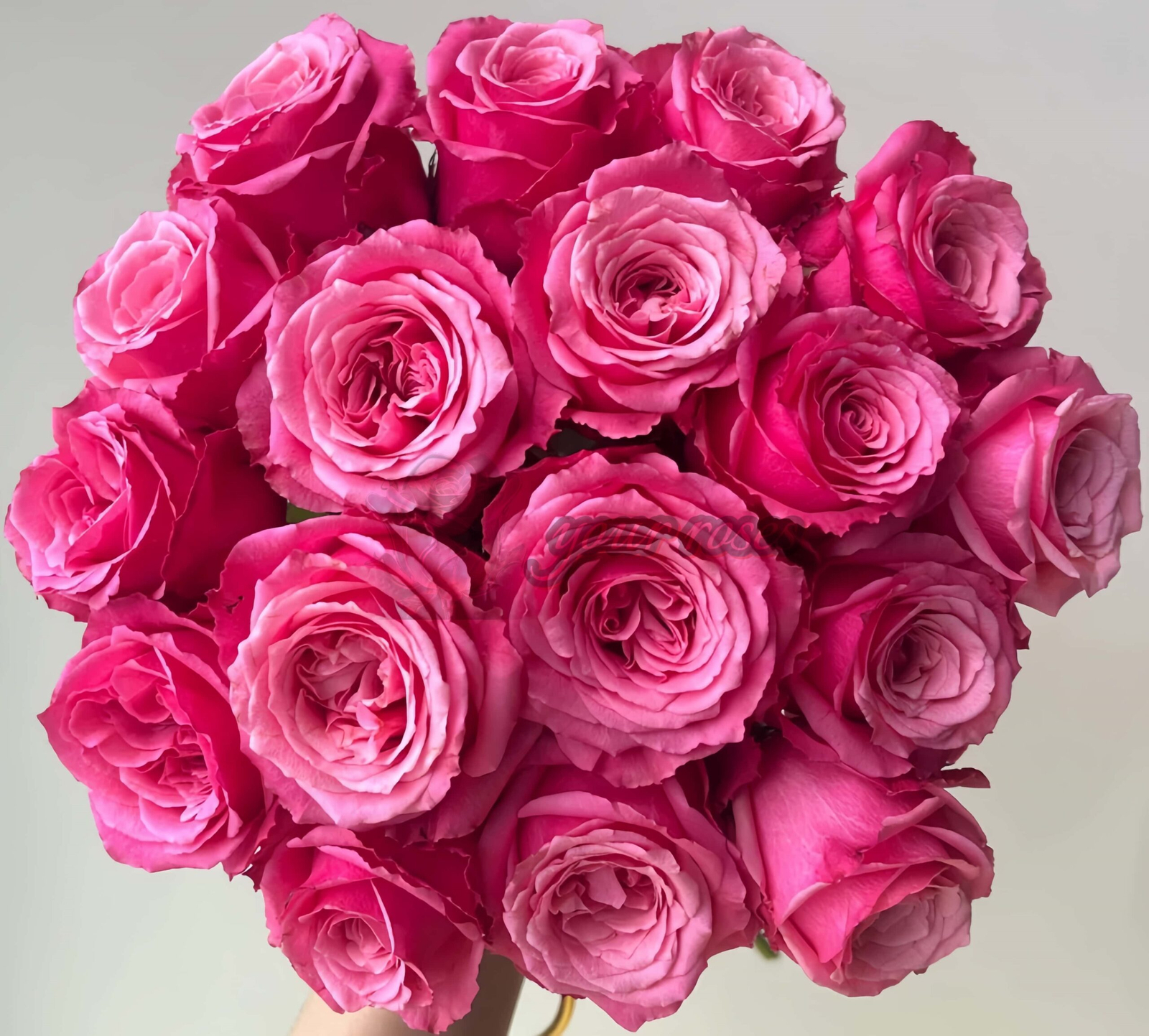 Xiaohongmei Rose丨Your roses