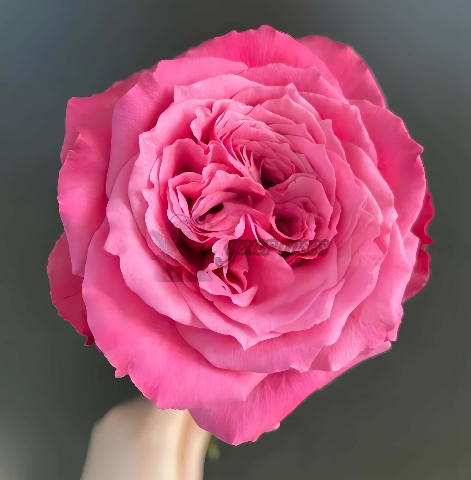 Xiaohongmei Rose for sale丨Your roses