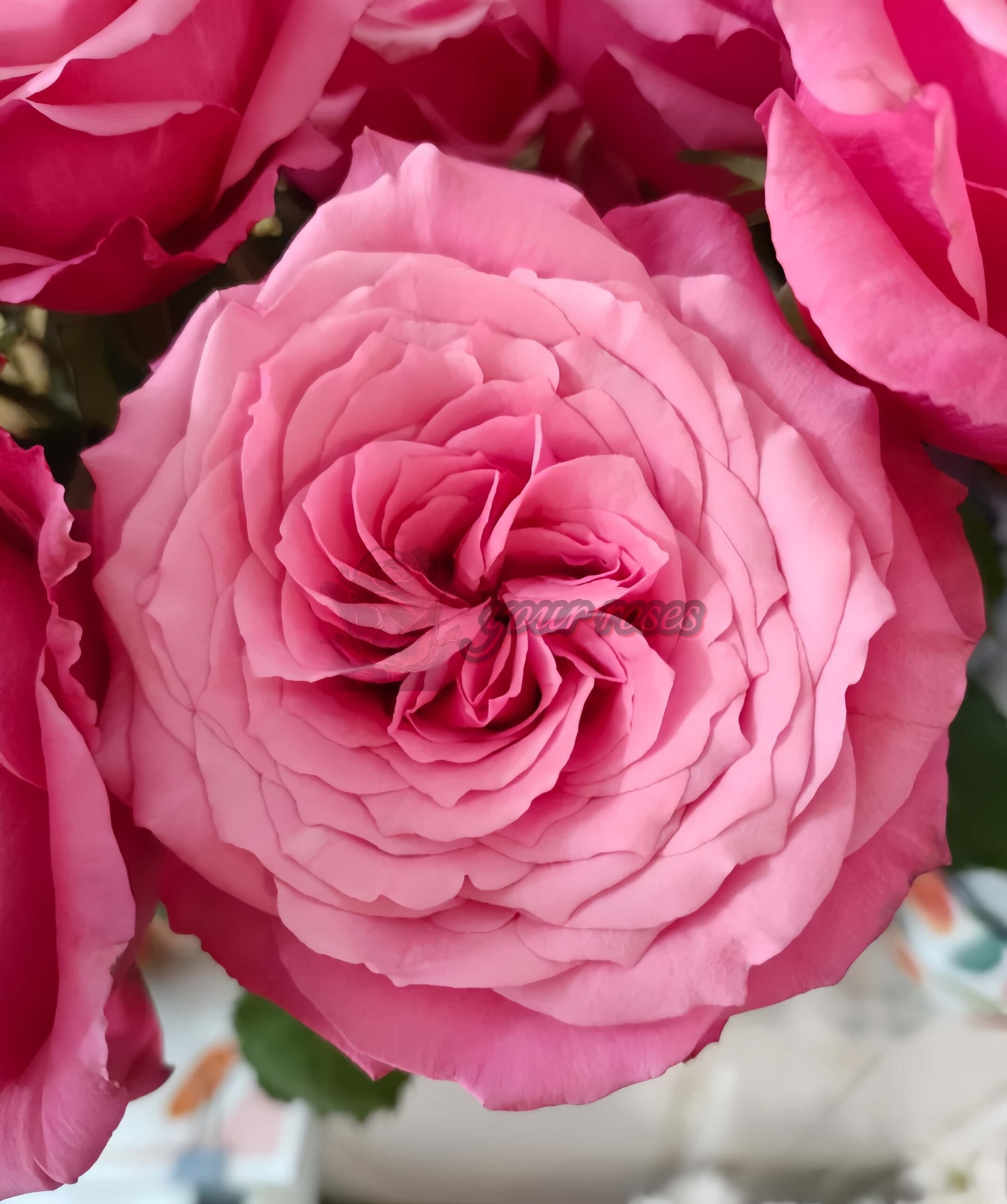 Xiaohongmei Rose丨Your roses