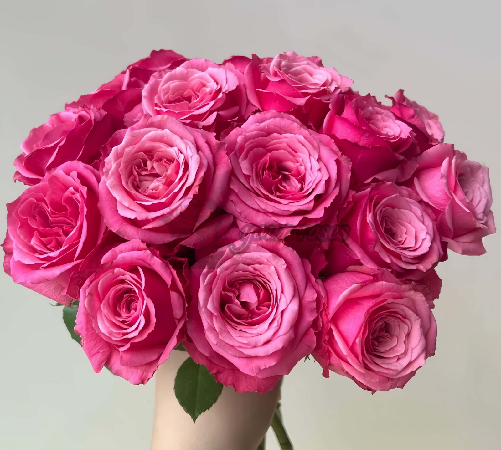 Xiaohongmei Rose plant丨Your roses