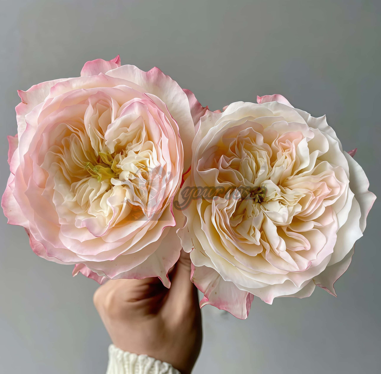 Xiaoliwo Rose丨Your roses