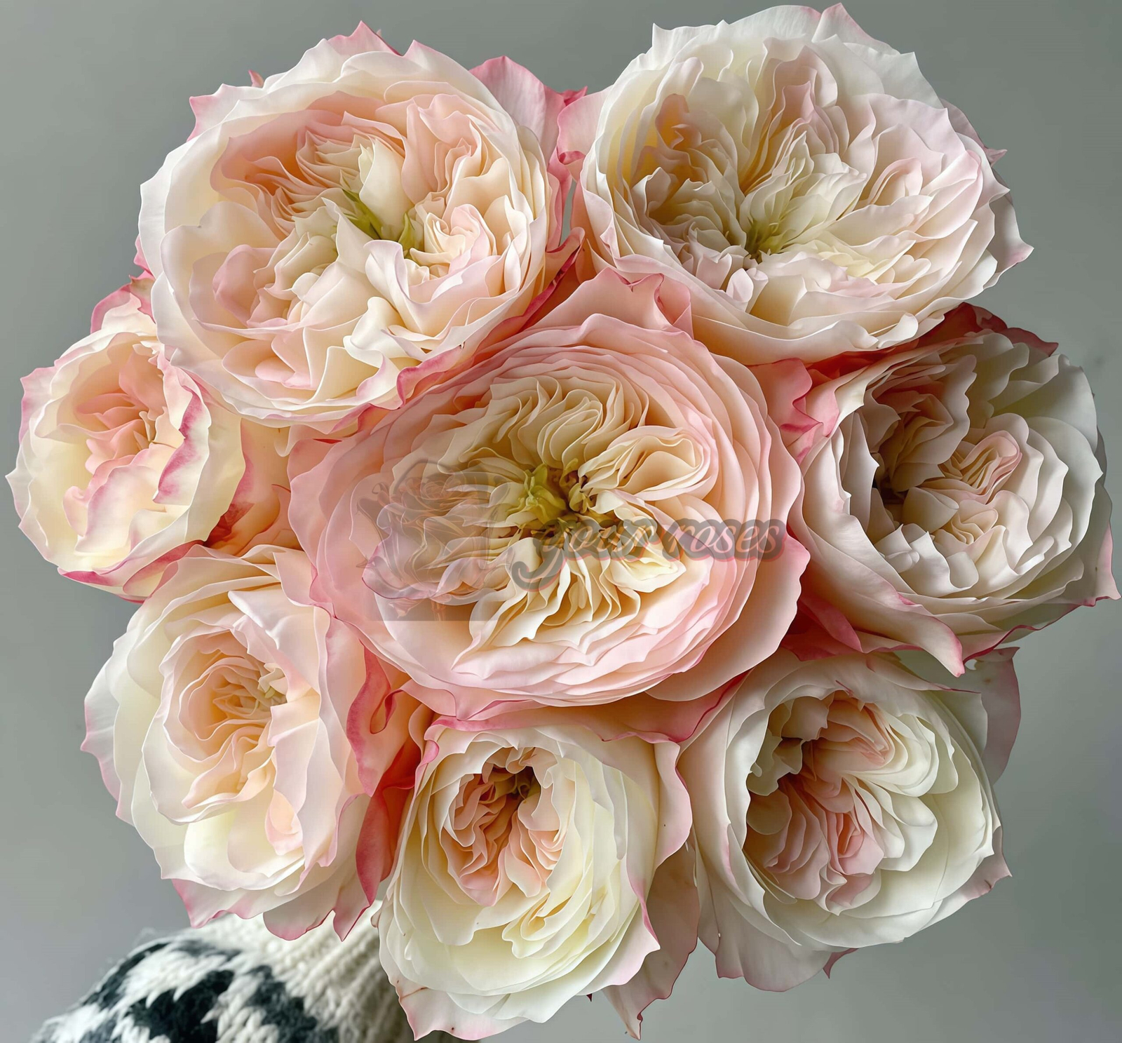 Xiaoliwo Rose for sale丨Your roses