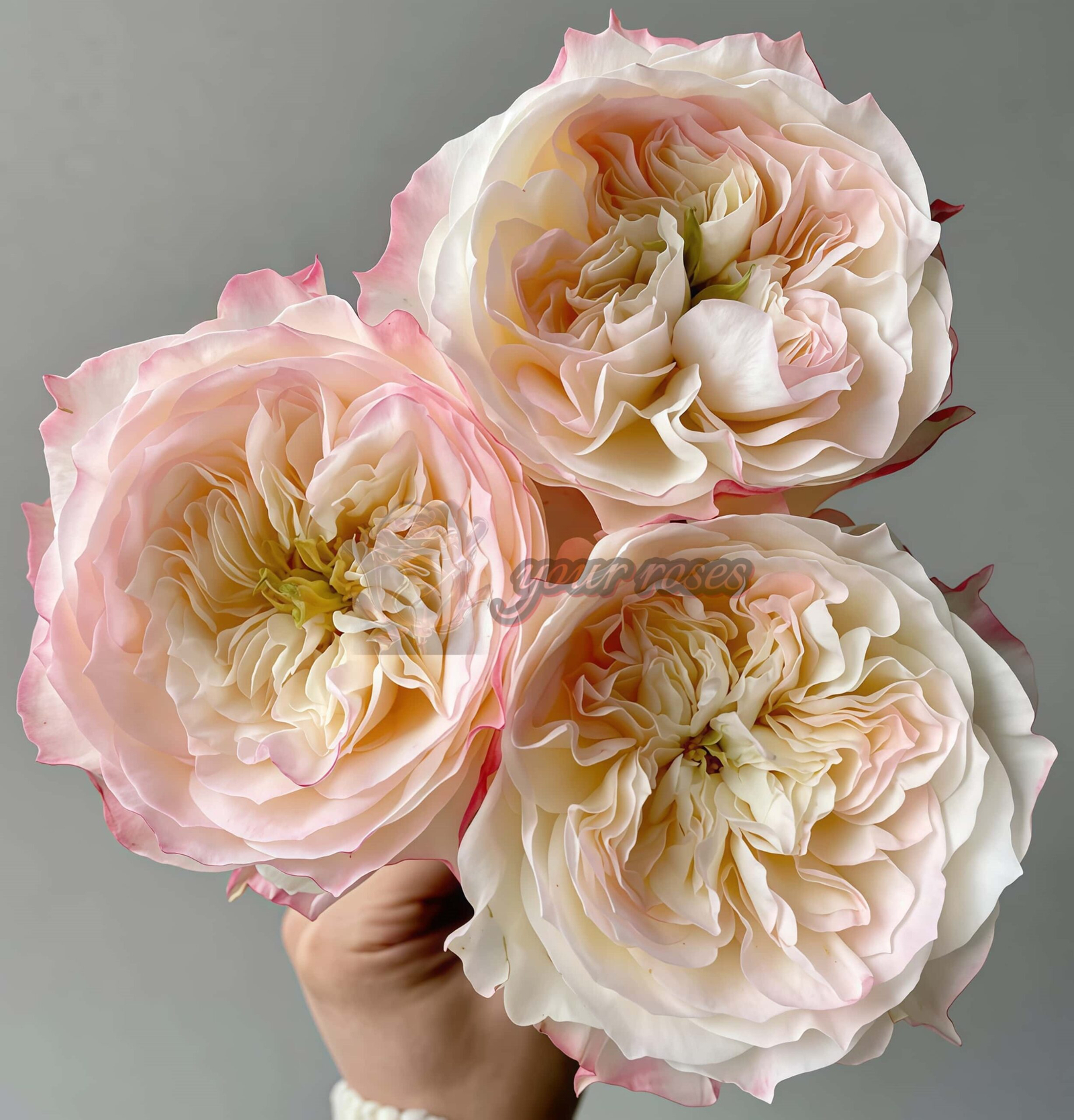 Xiaoliwo Rose丨Your roses