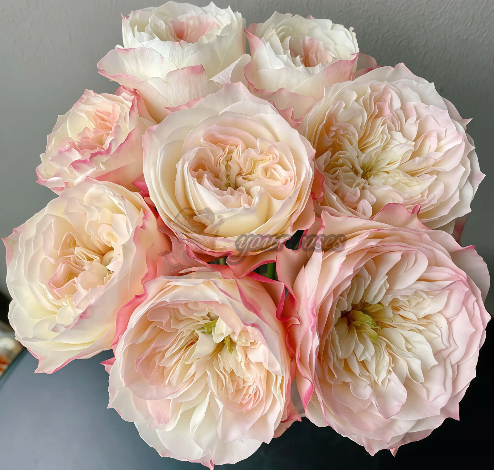 Xiaoliwo Rose plant丨Your roses