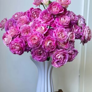 Huddersfield Choral Society Rose丨Your roses