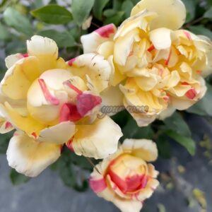 Budding Fée Clochette Rose for sale丨Your roses