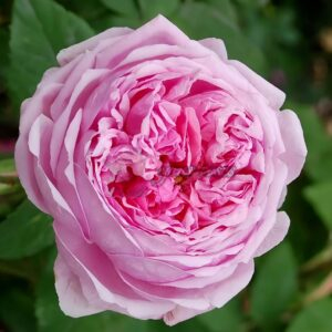 Comte de Chambord Rose丨Your roses