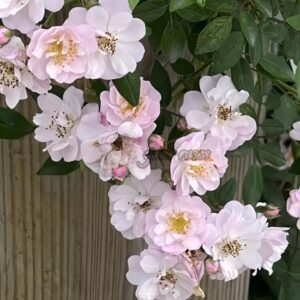 Little Rambler Rose for sale丨Your roses