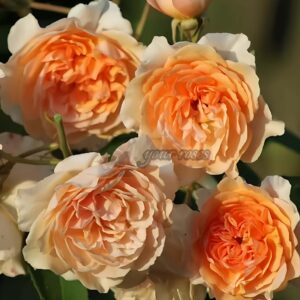 Pegasus Rose丨Your roses