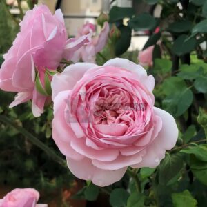 St. Ethelburga Rose for sale丨Your roses