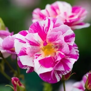 The King's Rose plant丨Your roses