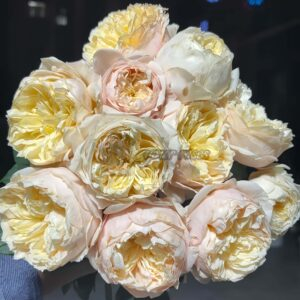 Troilus Rose for sale丨Your roses