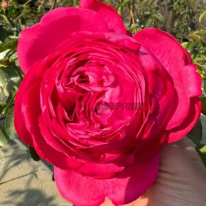 yves kalman Rose plant丨Your roses