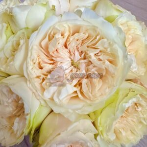 Enid Rose plant丨Your roses