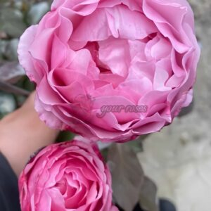 Lovely Pink Rose plant丨Your roses