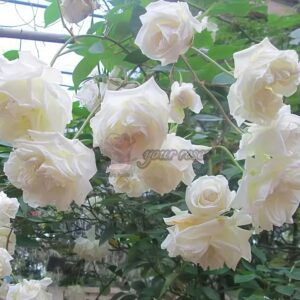 Madame Joseph Schwartz Rose plant丨Your roses