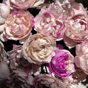 Marble Parfait Rose for sale丨Your roses