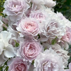 Mengxingluo Rose for sale丨Your roses
