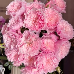 Misakinadeshiko Rose丨Your roses