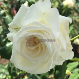 Mrs.Foley-Hobbs Rose丨Your roses