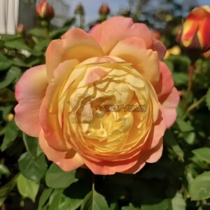 Orange Face Rose丨Your roses