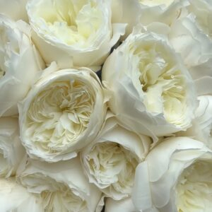 Parfum Blanche Rose丨Your roses