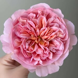 Phoebe Rose for sale丨Your roses