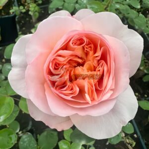 Phoebe Rose plant 丨Your roses