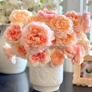 Princess Holly's Hope Rose for sale丨Your roses