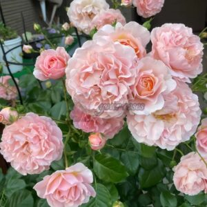 Psyche Rose丨Your roses