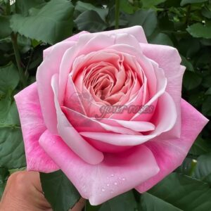 Rehab Rose丨Your roses