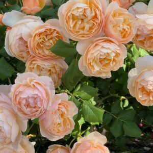 Roald Dahl Rose for sale丨Your roses