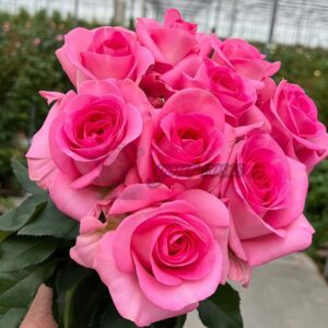 Satisfyer Rose丨Your roses