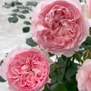 ShiQing Rose for sale丨Your roses