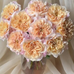Sweet Mikoto Rose plant丨Your roses
