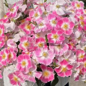 Taohuaying Rose丨Your roses