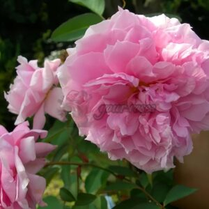 The Mayflower Rose丨Your roses