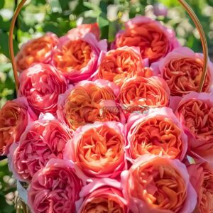 xing chen Rose丨Your roses