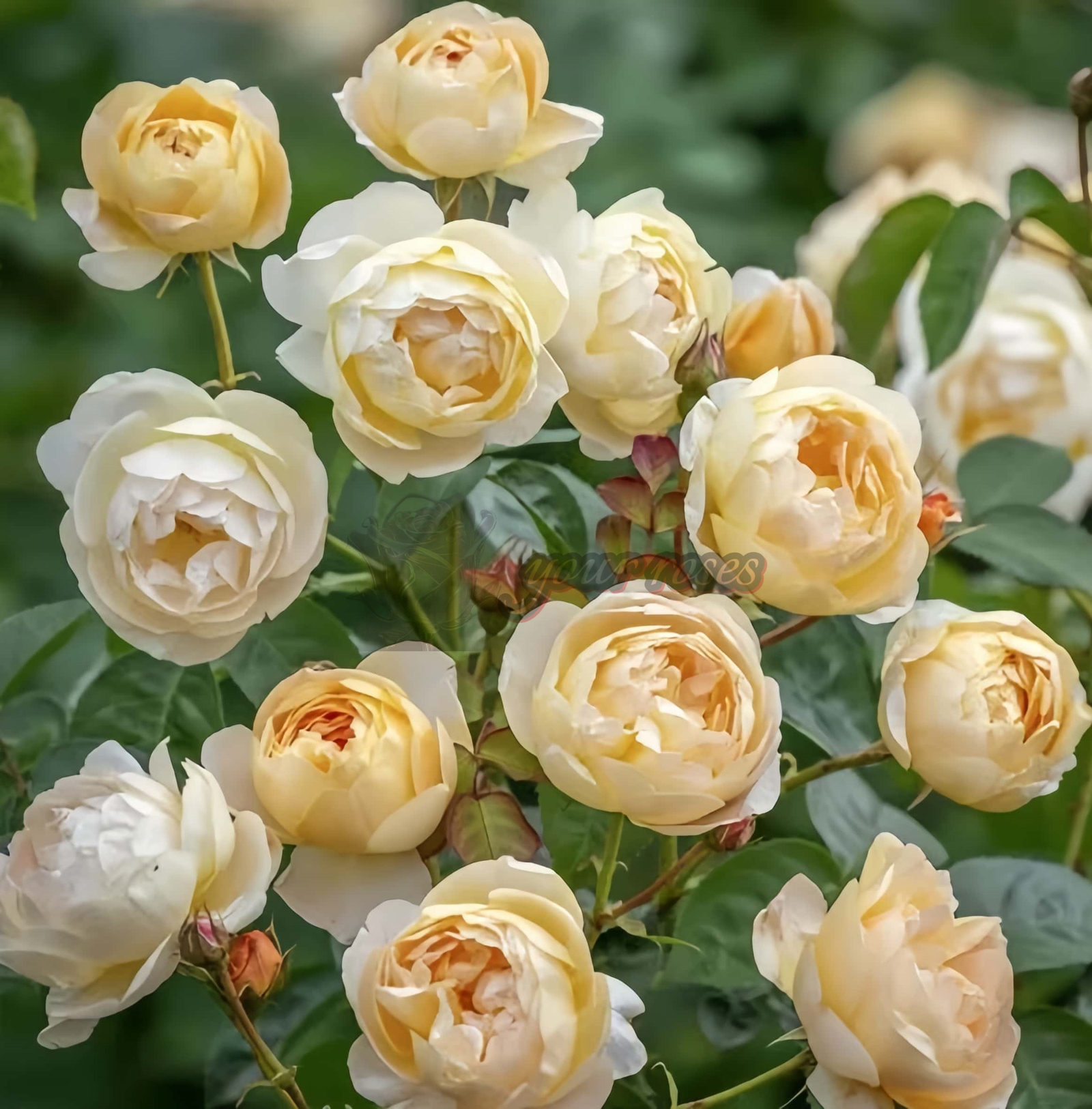 Dannahue Rose for sale丨Your roses