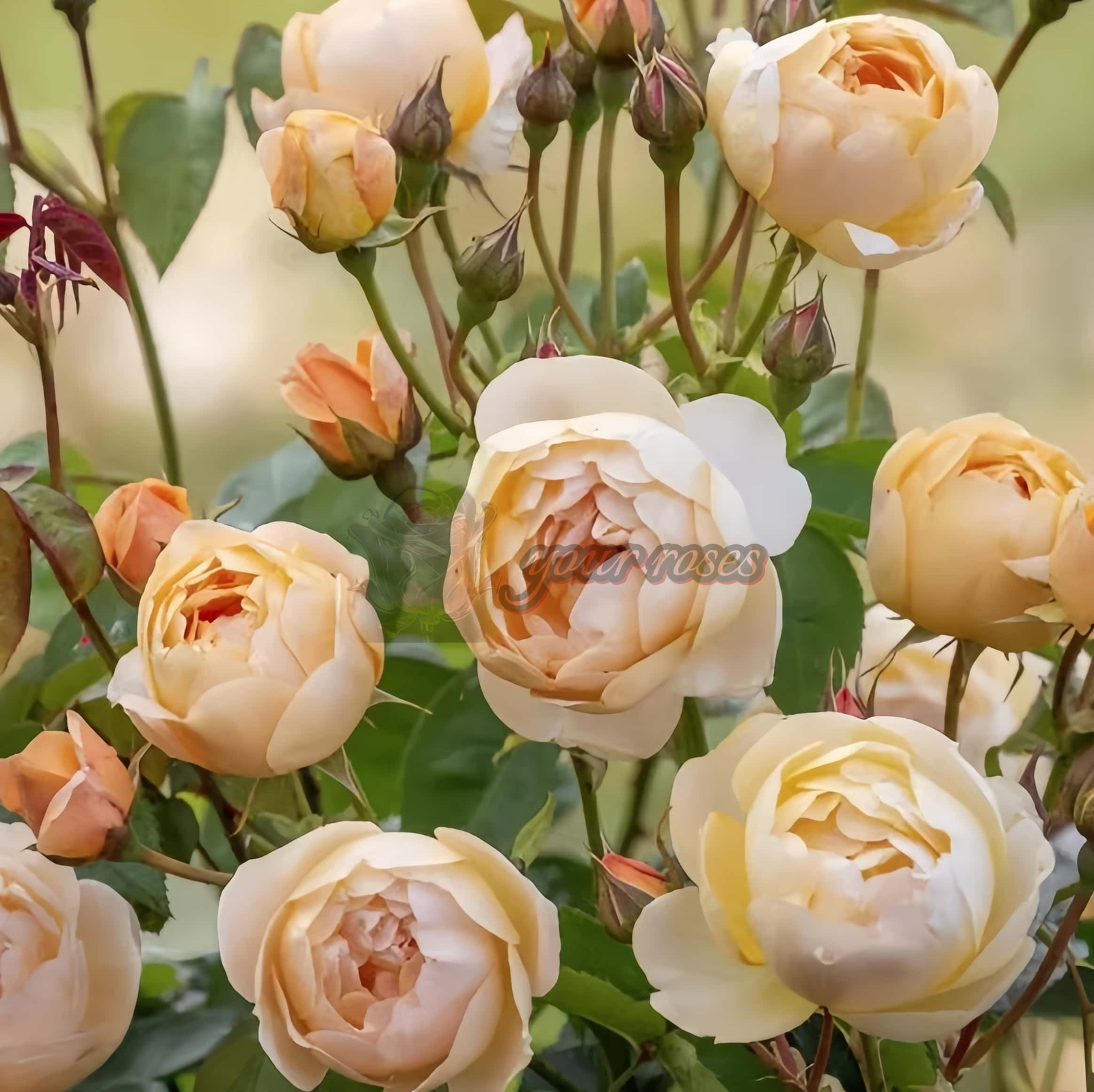 Dannahue Rose丨Your roses