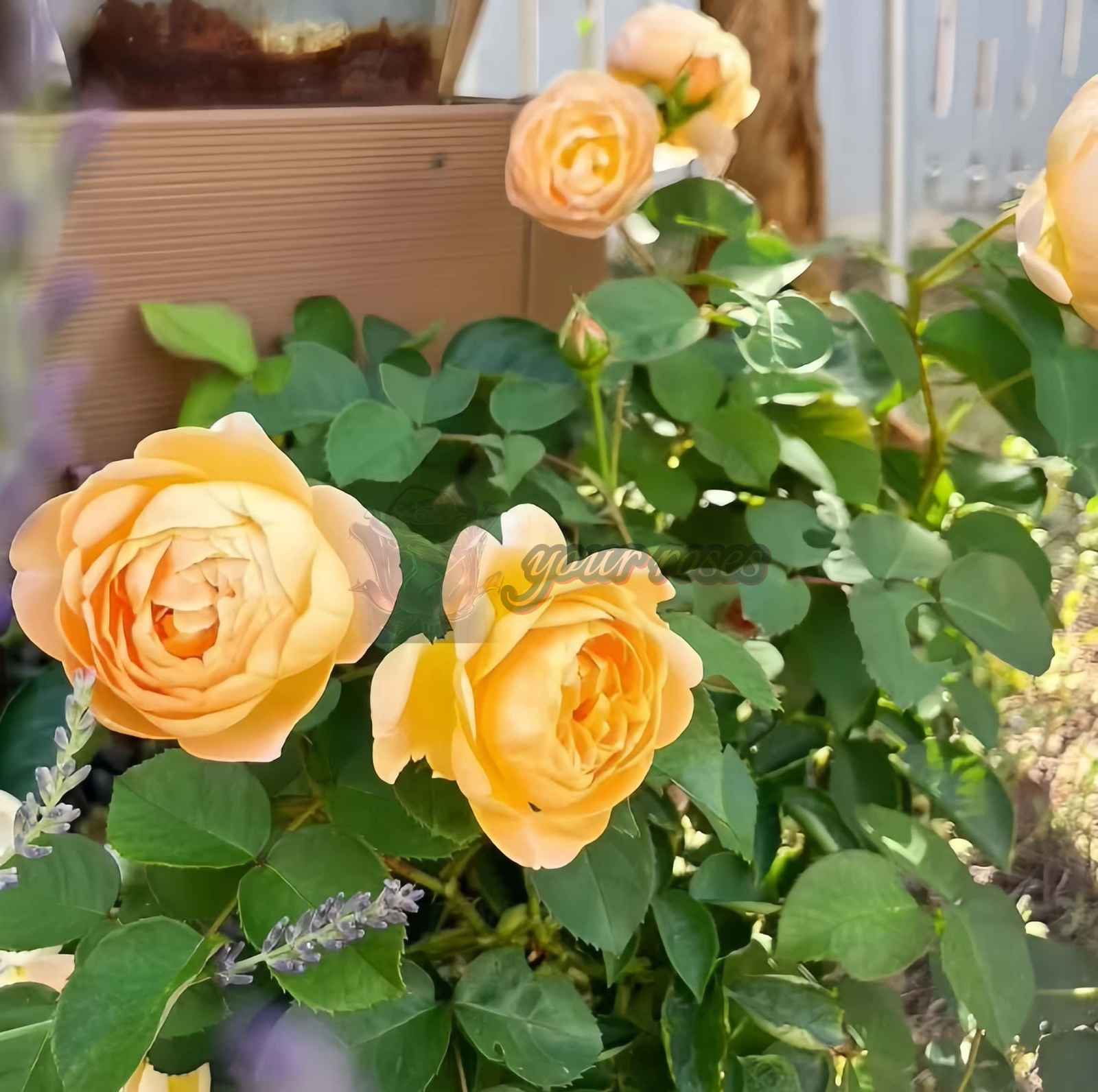 Dannahue Rose plant丨Your roses