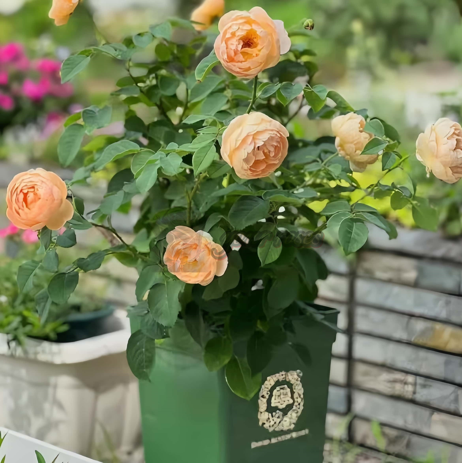 Dannahue Rose丨Your roses