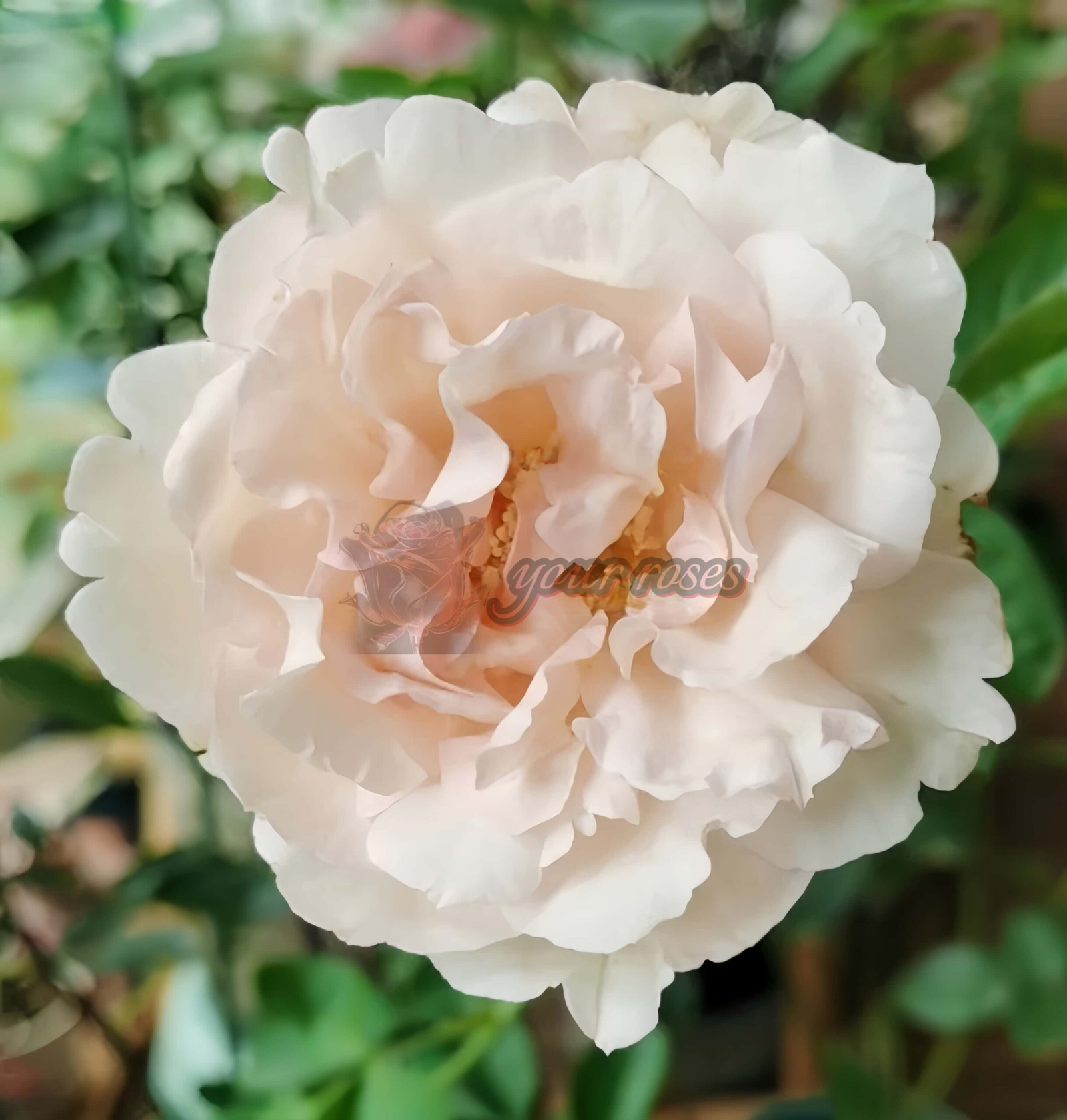 FAlryde Parfum Rose丨Your roses