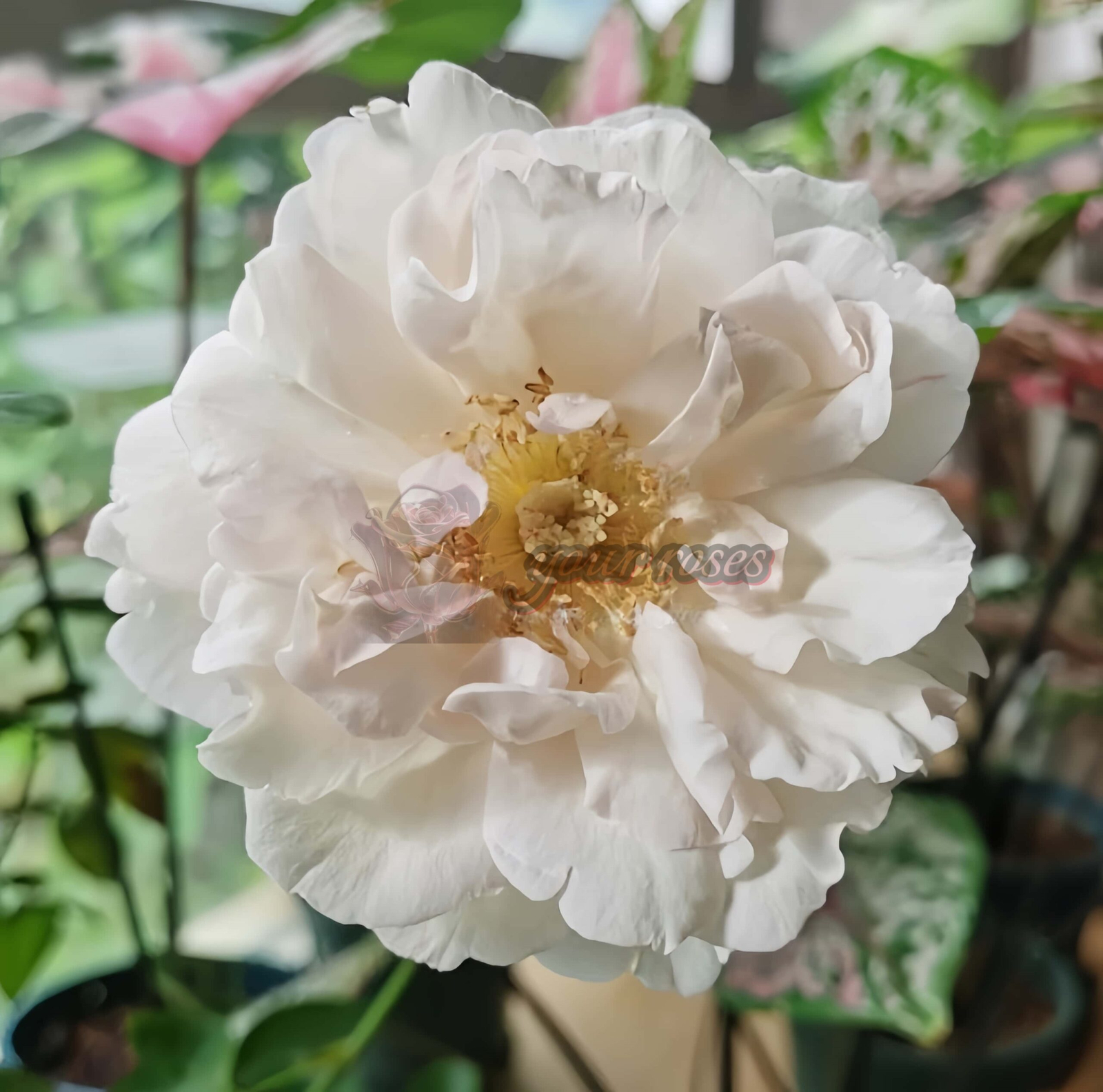 FAlryde Parfum Rose for sale丨Your roses
